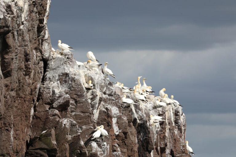 Gannets-min
