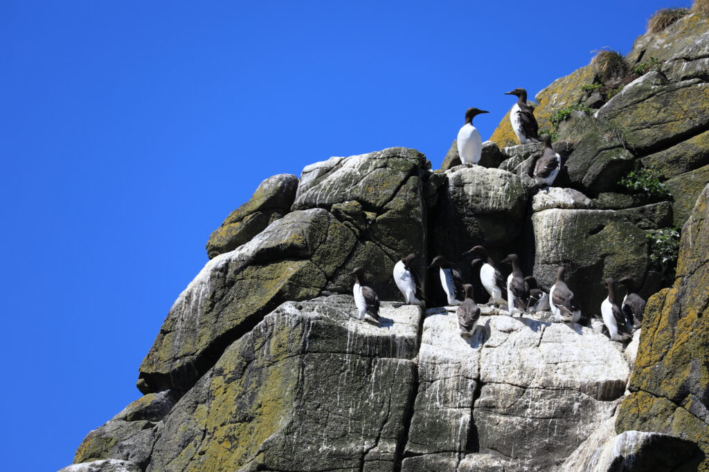 Guillemots surveyed by the Habitat Assessment and Restoration Ltd (HAR_ team