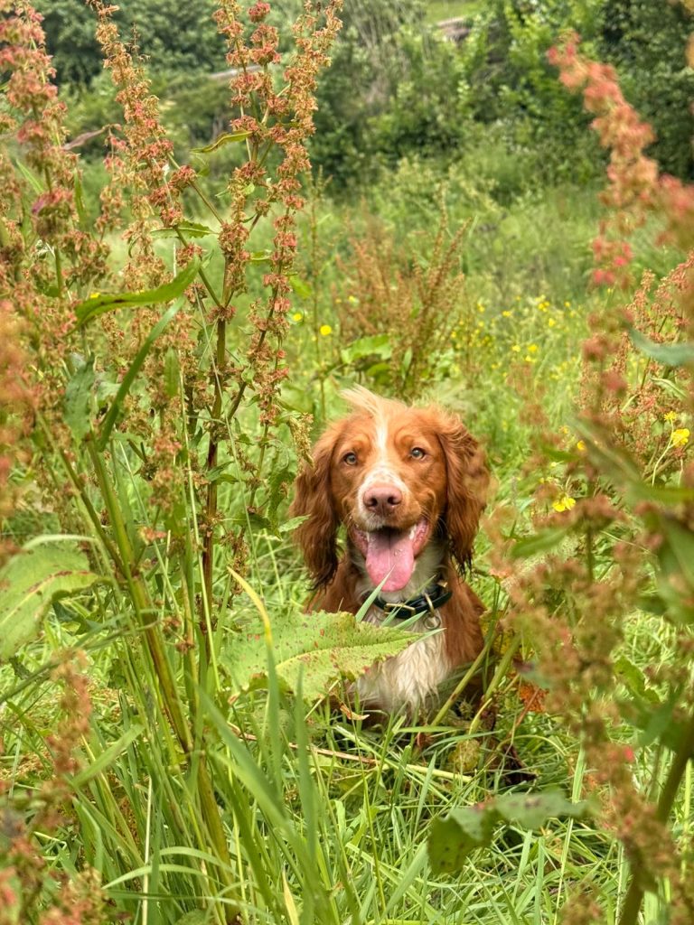 Conservation Detection Dog