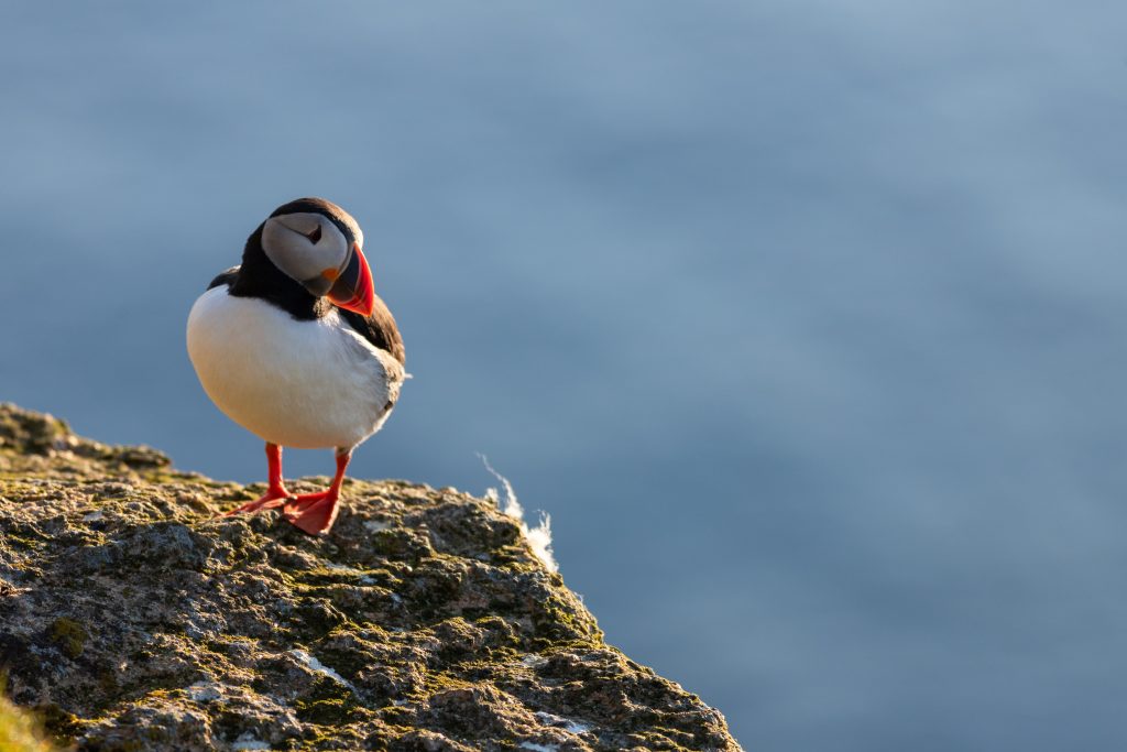 Habitat Assessment and Restoration Ltd (HAR) Protecting Seabirds