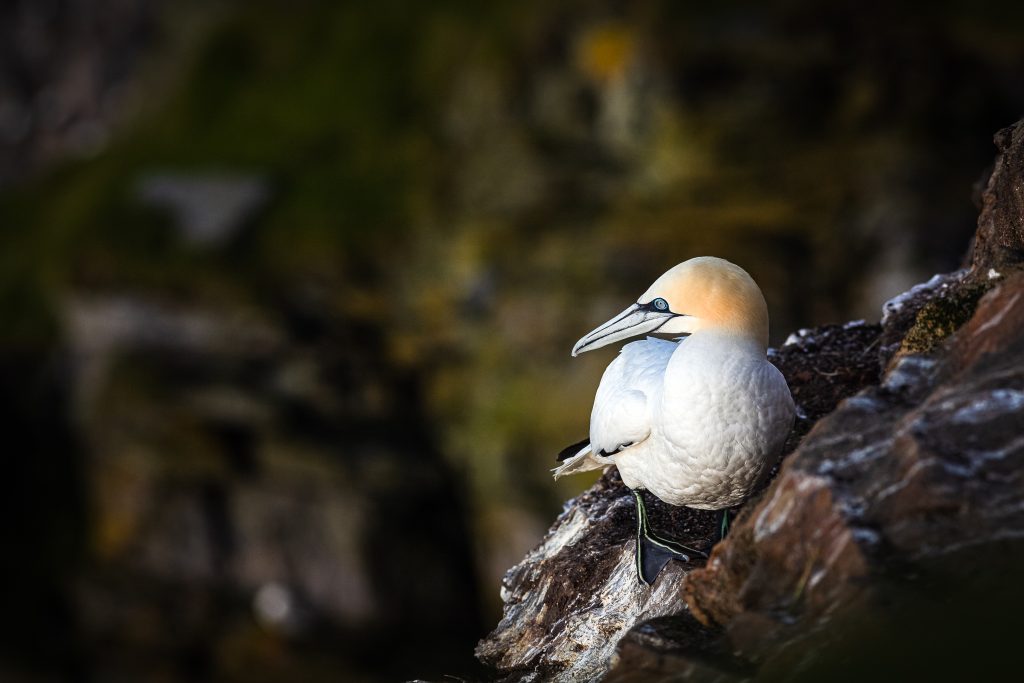 Habitat Assessment and Restoration Ltd (HAR) working with NPWS